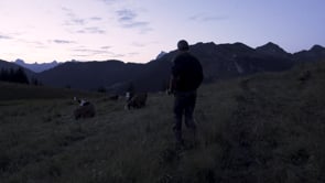 Film pour le Syndicat du Fromage d'Abondance - Identité Graphique