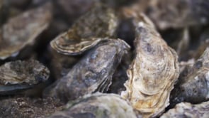 Pub Digitale - THALASSA TARDITION - Video Production