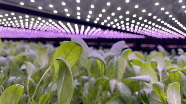 Launching the worlds largest vertical farm - Branding & Positioning