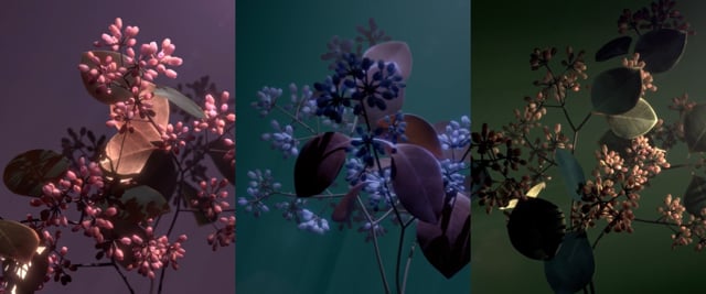 ANCOR Herbarium - 3D