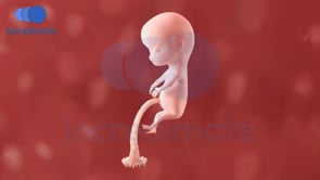 Life Before Birth with 3D Animation - 3D