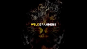 Wild Branders - Showreel - SEO