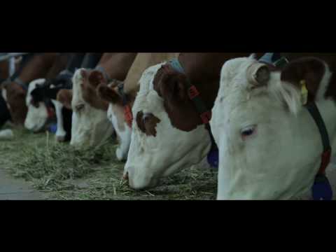 "Jermuk Farm" - Video Production