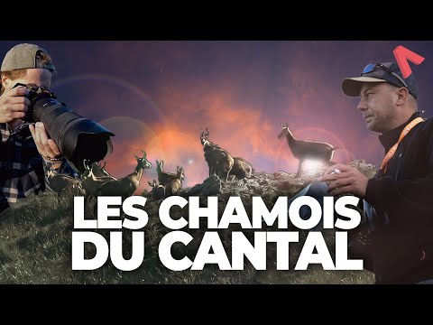[ REPORTAGE ] LES CHAMOIS DU CANTAL - Video Production