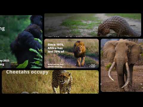 Our Partnership with Wild Africa Fund. - Publicidad en Exteriores