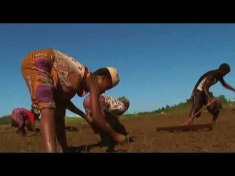 Resillience Documentary for FAO Ghana - Movie