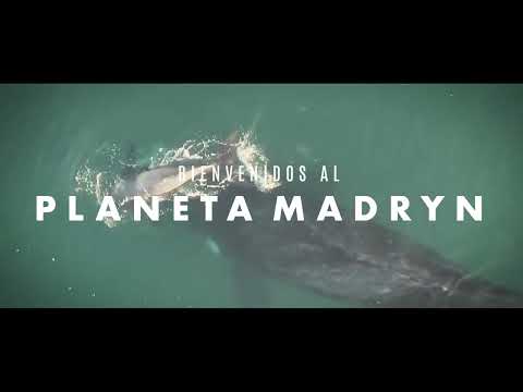 Puerto Madryn - Temp. de Ballenas | #PlanetaMadryn - Pubblicità