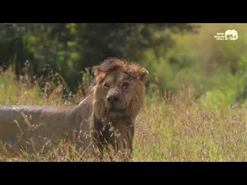 Discover Kenya with Pablo Nemo - Producción vídeo