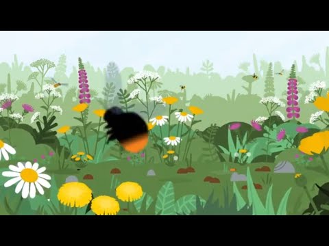 Buglife - Insect pathways video - Producción vídeo