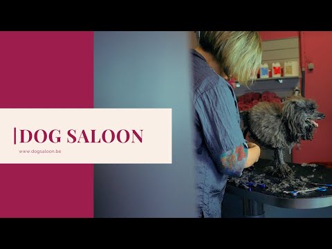 Dog Saloon - Diseño Gráfico