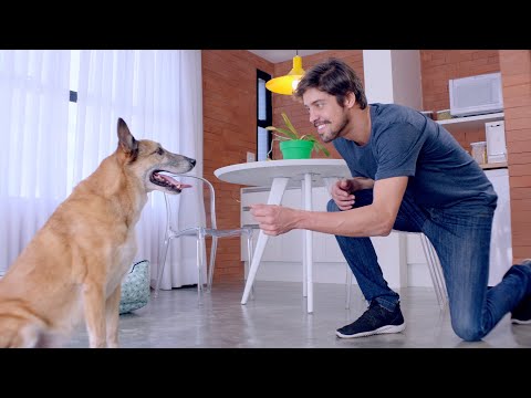 Petland - Publicité