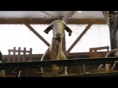 SANS LES PAYSANS, ON FAIT COMMENT ? - Producción vídeo