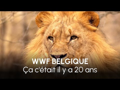 WWF BELGIQUE : Campagne de sensibilisation - Content Strategy