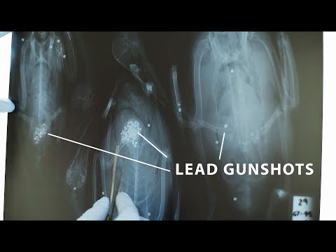Dead by Lead - Short Documentary - Production Vidéo