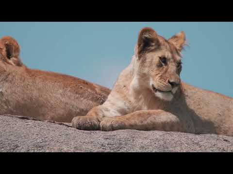 Making the brand of African Scenic Safaris ROAR! - Video Production