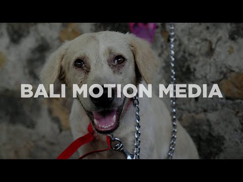 Video Campaign for FOUR PAWS Australia - Video Production